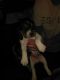 Beagle Puppies for sale in Paintsville, KY, USA. price: $100