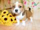 Beagle Puppies for sale in Hammond, IN, USA. price: NA