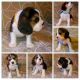 Beagle Puppies for sale in Houston, TX, USA. price: $300