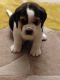 Beagle Puppies for sale in Colorado Springs, CO, USA. price: $4