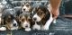 Beagle Puppies for sale in Oak Park, IL, USA. price: $475