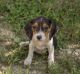 Beagle Puppies for sale in Taswell, IN 47175, USA. price: NA