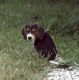Beagle Puppies for sale in Taswell, IN 47175, USA. price: NA