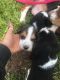 Beagle Puppies for sale in Canal Winchester South Rd, Canal Winchester, OH 43110, USA. price: NA