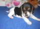 Beagle Puppies for sale in Houston, TX, USA. price: NA