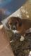 Beagle Puppies for sale in Sterling, MI 48659, USA. price: $450