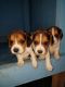 Beagle Puppies for sale in Houma, LA, USA. price: $500