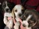 Beagle Puppies for sale in Toronto, OH 43964, USA. price: NA