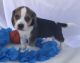 Beagle Puppies for sale in Santa Barbara St, Santa Barbara, CA, USA. price: NA