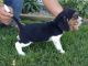 Beagle Puppies for sale in Browns Summit, NC 27214, USA. price: NA