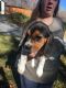 Beagle Puppies for sale in Chattahoochee Hills, GA 30268, USA. price: NA
