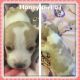 Beagle Puppies for sale in Craig, CO 81625, USA. price: NA