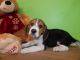 Beagle Puppies for sale in Hammond, IN, USA. price: NA