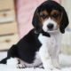 Beagle Puppies for sale in Phoenix, AZ 85019, USA. price: $500
