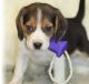 Beagle Puppies for sale in Richmond, VA, USA. price: $500