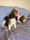 Beagle Puppies for sale in NJ-38, Cherry Hill, NJ 08002, USA. price: $300