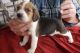 Beagle Puppies for sale in Birmingham, AL 35232, USA. price: NA