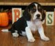 Beagle Puppies for sale in Eugene, OR 97403, USA. price: NA