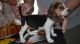 Beagle Puppies for sale in Hartford, CT 06106, USA. price: NA