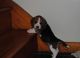 Beagle Puppies for sale in Sacramento, CA 95820, USA. price: $350