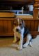 Beagle Puppies for sale in Hudsonville, MI 49426, USA. price: NA