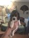 Beagle Puppies for sale in PENDLETN CNTY, KY 41040, USA. price: NA