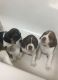 Beagle Puppies for sale in Marshall, AR 72650, USA. price: $100