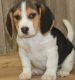 Beagle Puppies for sale in Saginaw, MI 48604, USA. price: $500