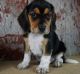 Beagle Puppies for sale in Las Cruces, NM, USA. price: $600