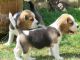 Beagle Puppies for sale in California Ave, Palo Alto, CA 94306, USA. price: $400