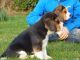 Beagle Puppies for sale in Blue Bell, PA, USA. price: NA