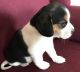 Beagle Puppies for sale in Windom, MN 56101, USA. price: $400