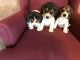 Beagle Puppies for sale in Windom, MN 56101, USA. price: NA