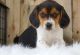 Beagle Puppies for sale in Indianapolis, IN 46283, USA. price: NA