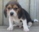 Beagle Puppies for sale in Phoenix, AZ 85069, USA. price: $400