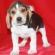 Beagle Puppies for sale in Tallahassee, FL, USA. price: NA