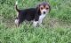 Beagle Puppies for sale in Greeley, CO, USA. price: $500