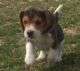 Beagle Puppies for sale in Grand Rapids, MI, USA. price: $600