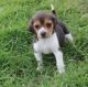 Beagle Puppies for sale in Worcester, MA, USA. price: NA