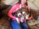 Beagle Puppies for sale in Colorado Springs, CO 80903, USA. price: $450