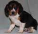 Beagle Puppies for sale in Philadelphia, PA, USA. price: NA