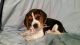 Beagle Puppies for sale in Chesterfield, IL 62630, USA. price: NA