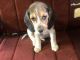 Beagle Puppies for sale in Winston-Salem, NC, USA. price: NA