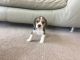 Beagle Puppies for sale in Texas City, TX, USA. price: $300