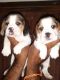 Beagle Puppies for sale in Kathirvedu, Puzhal, Chennai, Tamil Nadu, India. price: NA