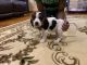 Beagle Puppies for sale in East Brunswick, NJ, USA. price: NA