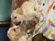 Beagle Puppies for sale in Daytona Beach, FL 32114, USA. price: NA