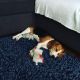 Beagle Puppies for sale in Throgs Neck, The Bronx, NY 10465, USA. price: NA