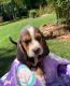 Beagle Puppies for sale in Cumming, GA, USA. price: NA
