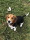 Beagle Puppies for sale in Wilder, ID 83676, USA. price: $350